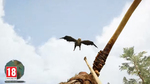Видео Far Cry Primal - защита источников пищи
