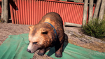 Геймплей Far Cry 5 - медведь