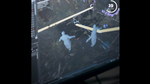 Видео Shadow of the Tomb Raider - тестирование ИИ